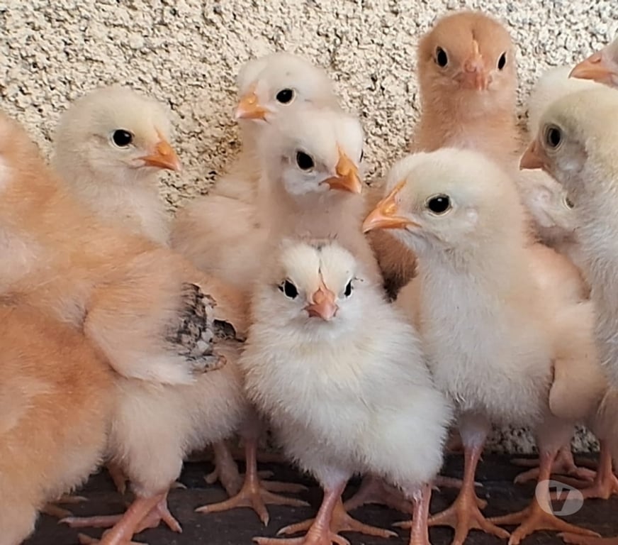 Animais do Campo Rio de Janeiro RJ Campo Grande, Rio de Janeiro - Fotos para Pintinhos mestiços