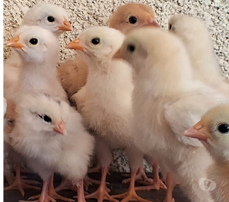 Animais do Campo Rio de Janeiro RJ Campo Grande, Rio de Janeiro - Fotos para Pintinhos mestiços