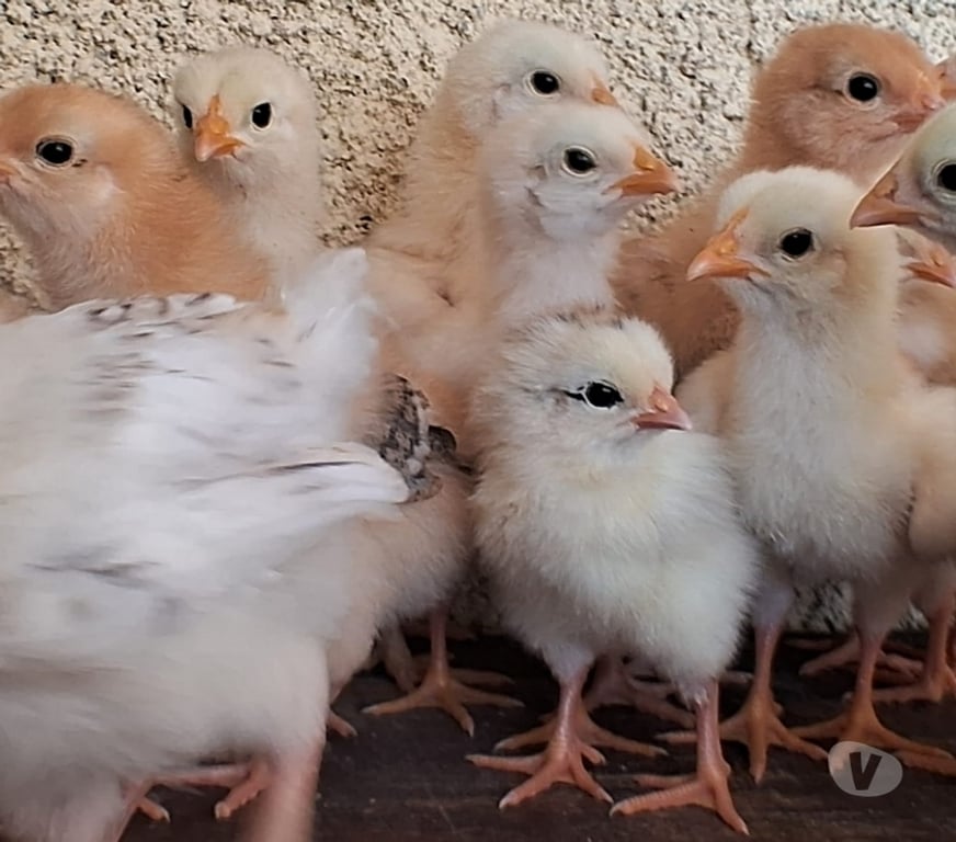 Animais do Campo Rio de Janeiro RJ Campo Grande, Rio de Janeiro - Fotos para Pintinhos mestiços