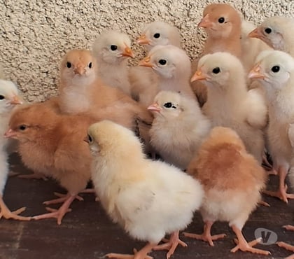 Animais do Campo Campo Grande, Rio de Janeiro Rio de Janeiro RJ - Fotos para Pintinhos mestiços