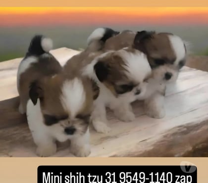 Animais Estimação à Venda Centro-Sul Belo Horizonte MG - Fotos para Promoção relâmpago Filhotes mini shih tzu tricolores
