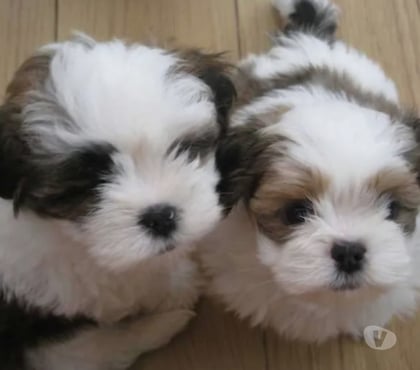 Animais Estimação à Venda Pampulha Belo Horizonte MG - Fotos para Filhotes mini lhasa apso legítimos em promoção