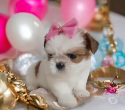 Animais Estimação à Venda Pampulha Belo Horizonte MG - Fotos para Promoção inédita de Filhotes mini shih tzu tricolores