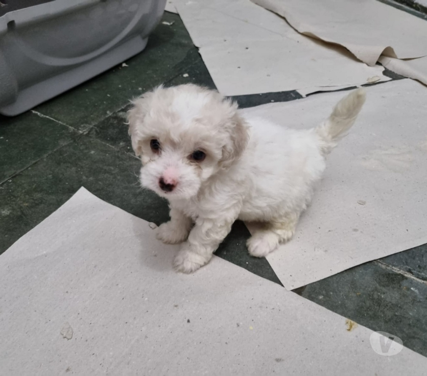 Animais Estimação à Venda Rio de Janeiro RJ Irajá - Fotos para Poodle Toy - Filhotes Legítimos (45 Dias)