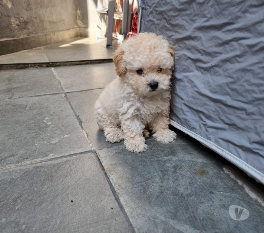 Animais Estimação à Venda Rio de Janeiro RJ Irajá - Fotos para Poodle Toy - Filhotes Legítimos (45 Dias)