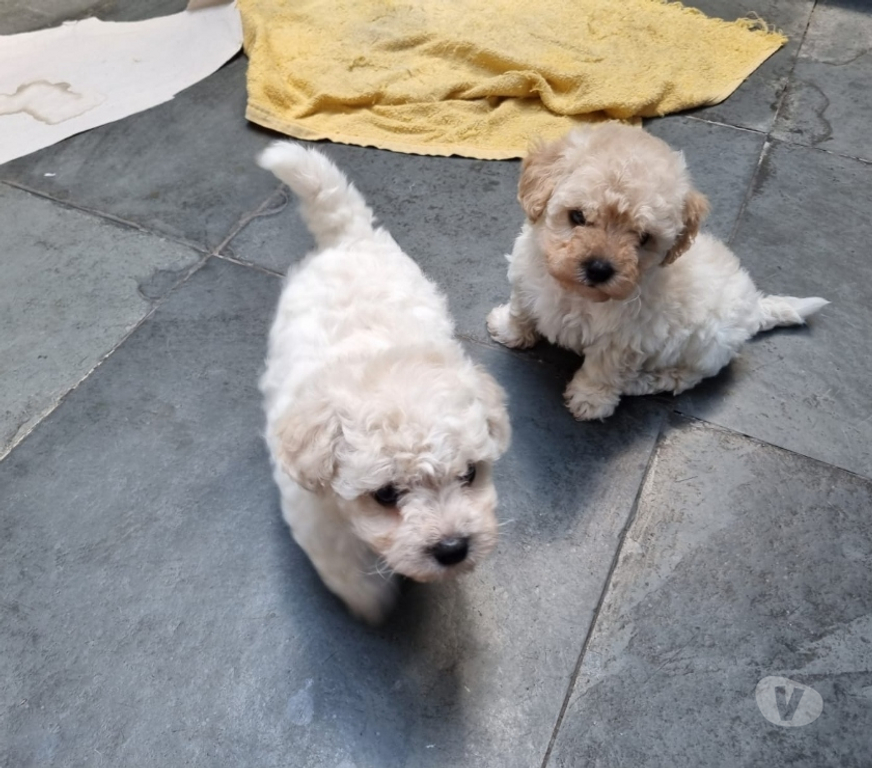 Animais Estimação à Venda Rio de Janeiro RJ Irajá - Fotos para Poodle Toy - Filhotes Legítimos (45 Dias)