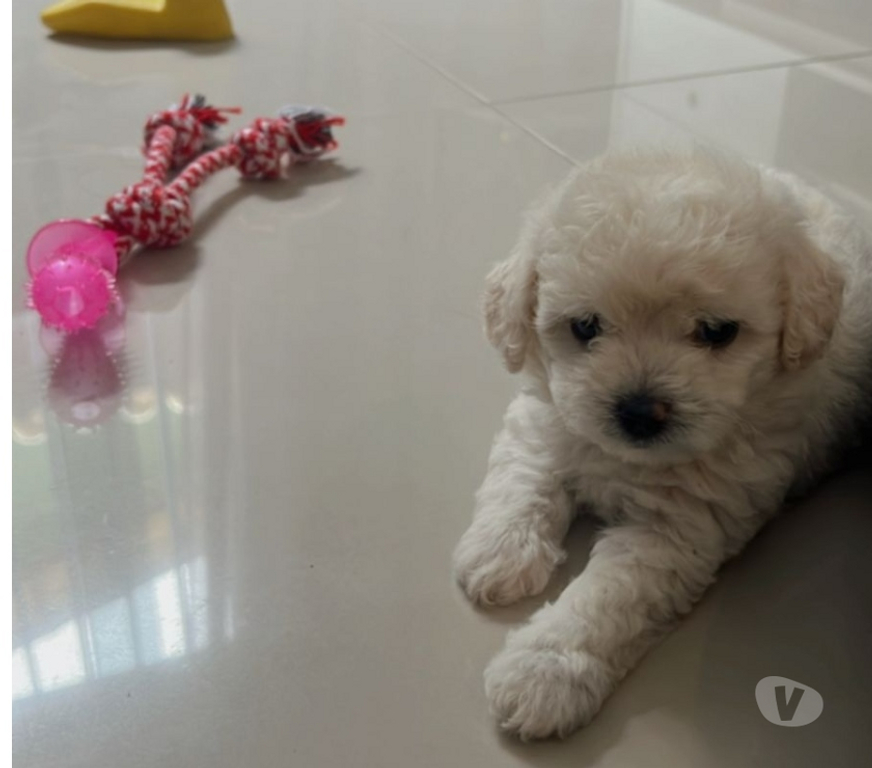 Animais Estimação à Venda Rio de Janeiro RJ Irajá - Fotos para Poodle Toy - Filhotes Legítimos (45 Dias)
