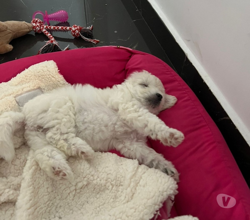 Animais Estimação à Venda Rio de Janeiro RJ Irajá - Fotos para Poodle Toy - Filhotes Legítimos (45 Dias)