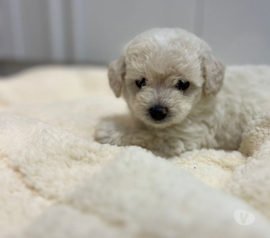 Animais Estimação à Venda Rio de Janeiro RJ Irajá - Fotos para Poodle Toy - Filhotes Legítimos (45 Dias)