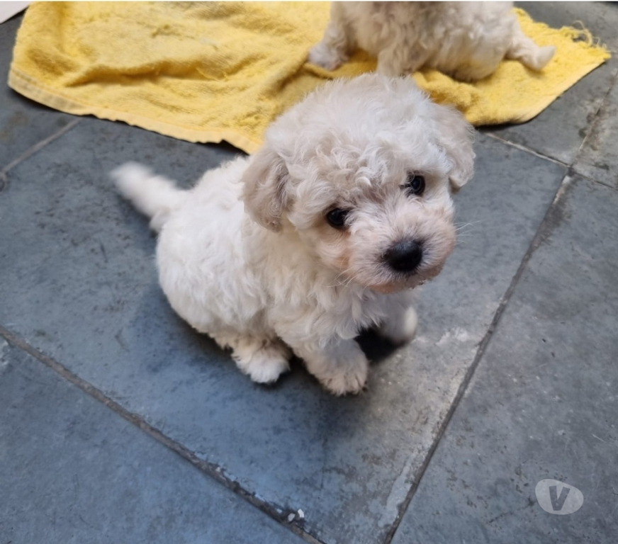 Animais Estimação à Venda Rio de Janeiro RJ Irajá - Fotos para Poodle Toy - Filhotes Legítimos (45 Dias)