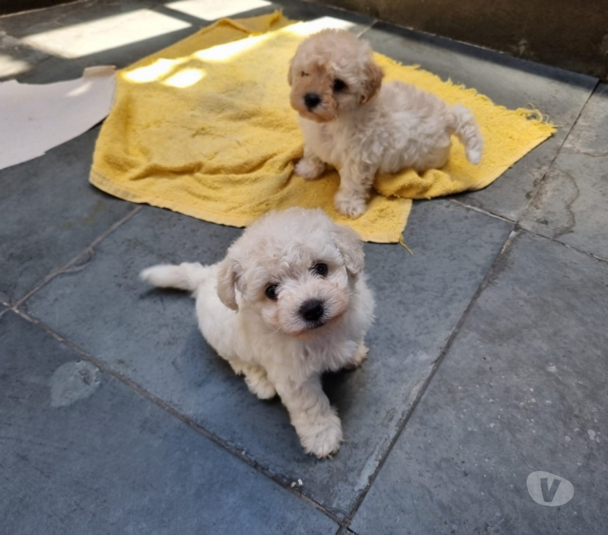 Animais Estimação à Venda Rio de Janeiro RJ Irajá - Fotos para Poodle Toy - Filhotes Legítimos (45 Dias)