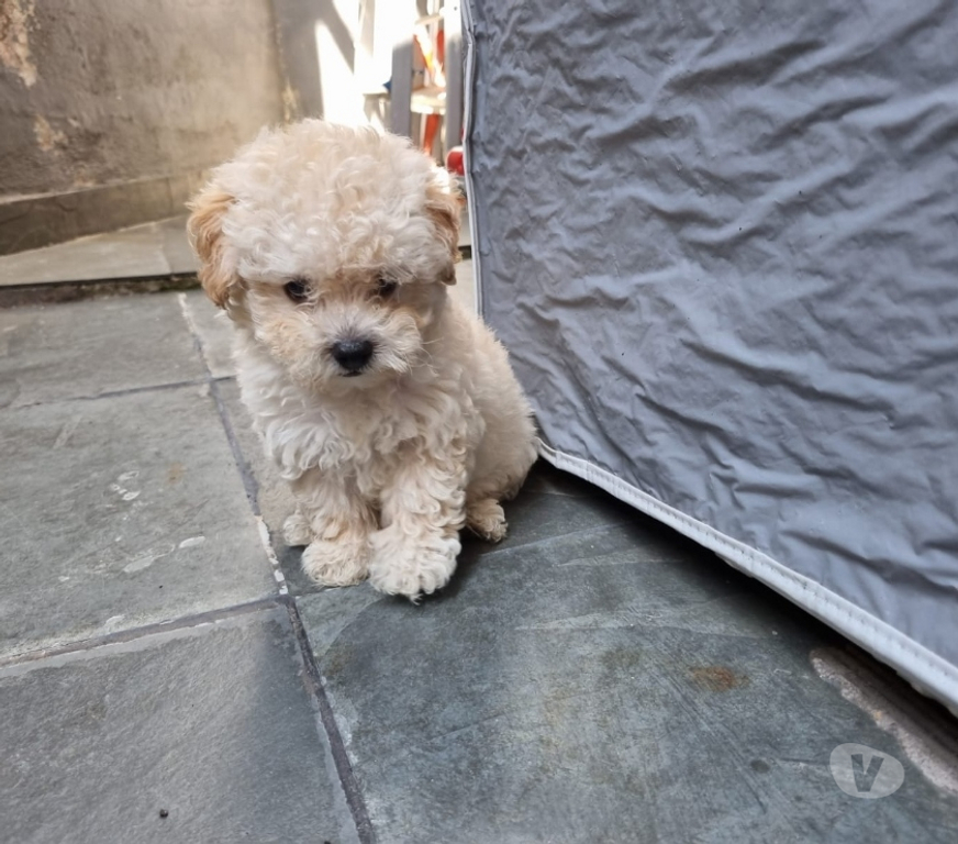 Animais Estimação à Venda Rio de Janeiro RJ Irajá - Fotos para Poodle Toy - Filhotes Legítimos (45 Dias)