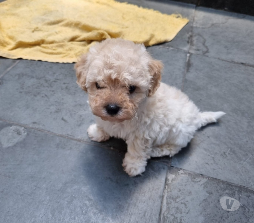 Animais Estimação à Venda Rio de Janeiro RJ Irajá - Fotos para Poodle Toy - Filhotes Legítimos (45 Dias)