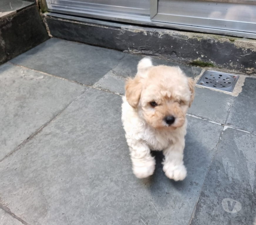 Animais Estimação à Venda Rio de Janeiro RJ Irajá - Fotos para Poodle Toy - Filhotes Legítimos (45 Dias)