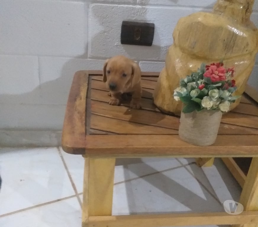 Animais Estimação à Venda Sao Jose dos Campos SP - images_alt_text Filhote de Basset Dachshund Macho .