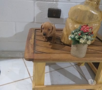 Animais estimação à venda - Fotos para Filhote de Basset Dachshund Macho .