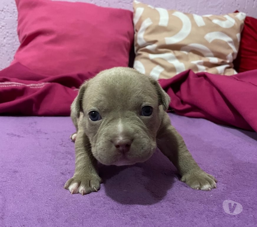 Animais Estimação à Venda Hortolandia SP - Fotos para Filhote de American Bully