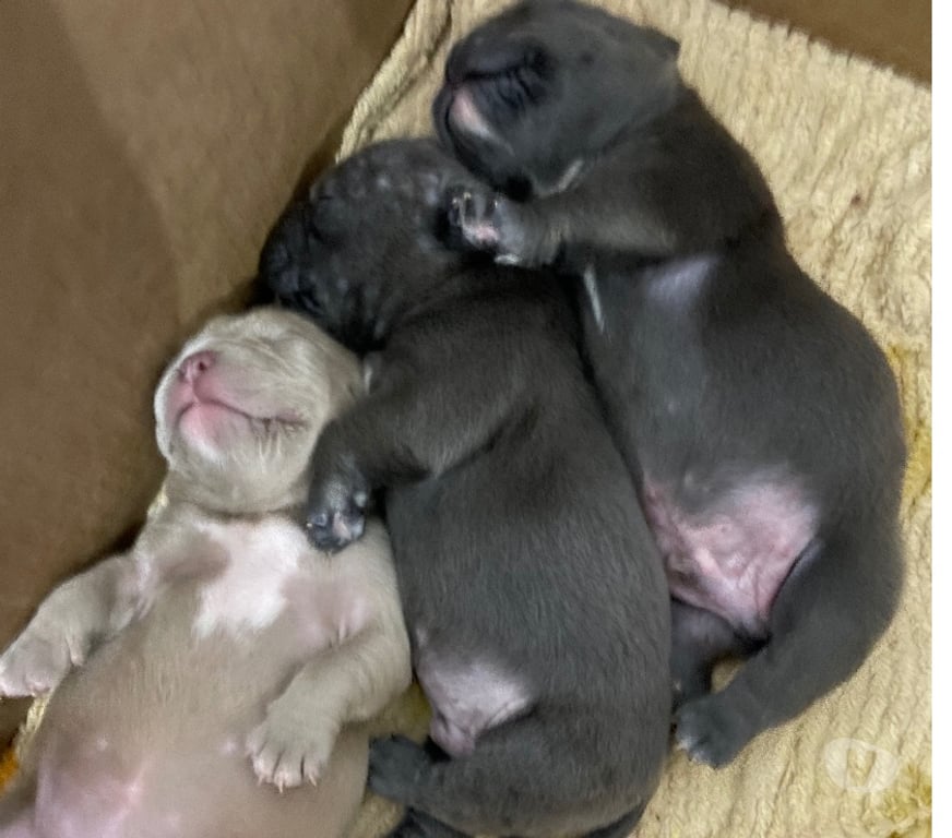 Animais Estimação à Venda Hortolandia SP - Fotos para Filhote de American Bully