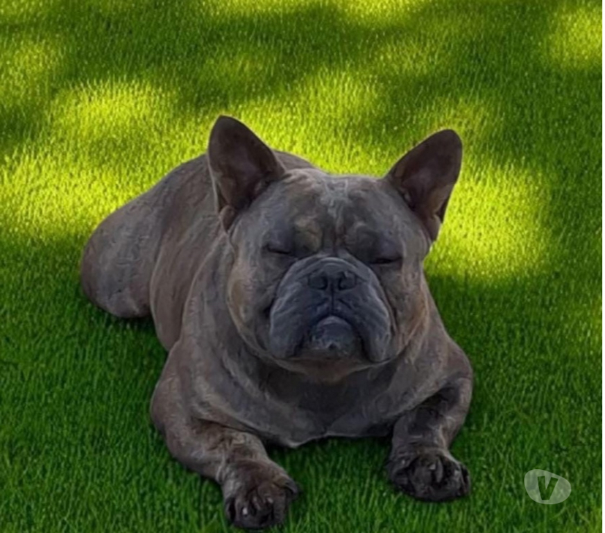 Animais Estimação à Venda Hortolandia SP - Fotos para Filhote de American Bully