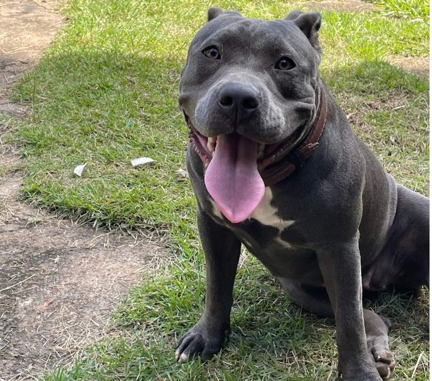 Animais Estimação à Venda Hortolandia SP - Fotos para Filhote de American Bully