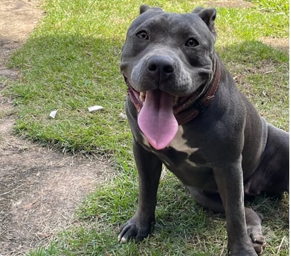Animais estimação à venda - Fotos para Filhote de American Bully