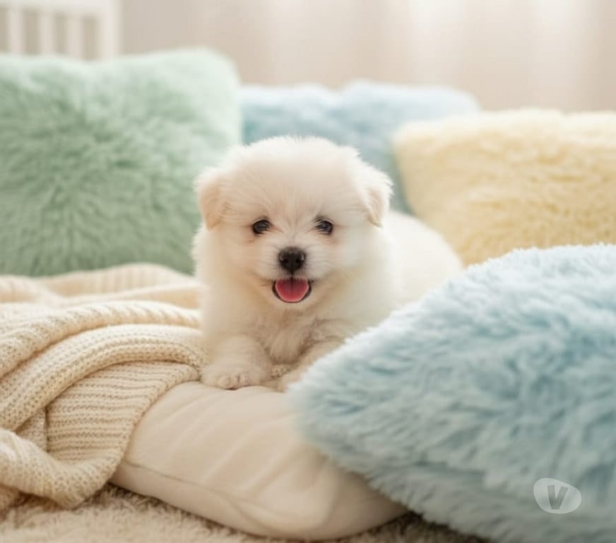 Animais Estimação à Venda Sao Jose do Rio Preto SP - Fotos para Filhotes de Spitz Alemão machinhos