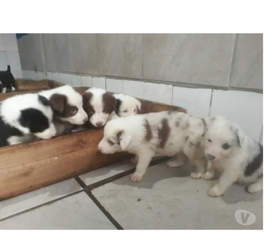 Animais Estimação à Venda Porto Alegre RS Porto Alegre Sul - Fotos para Filhotes de Border Colie