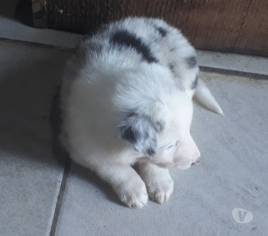 Animais Estimação à Venda Porto Alegre RS Porto Alegre Sul - Fotos para Filhotes de Border Colie