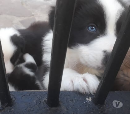 Animais Estimação à Venda Porto Alegre Sul Porto Alegre RS - Fotos para Filhotes de Border Colie