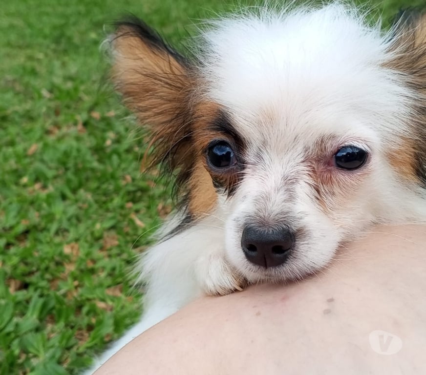 Animais Estimação à Venda Sao Paulo SP Sé, São Paulo - Fotos para Papillon filhote com pedigree