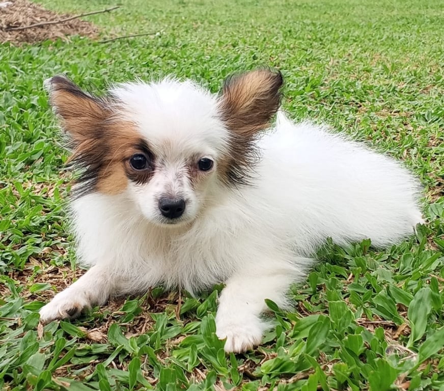 Animais Estimação à Venda Sao Paulo SP Sé, São Paulo - Fotos para Papillon filhote com pedigree