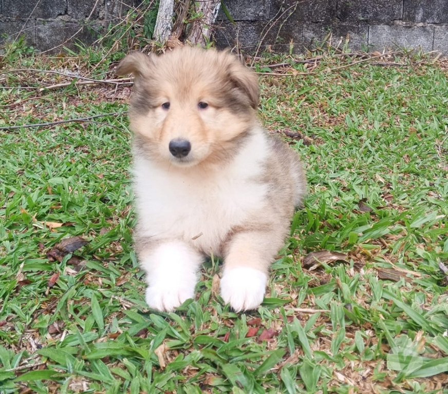 Animais Estimação à Venda Sao Paulo SP Outros Bairros Sao Paulo SP - Fotos para Filhote Collie Pelo Longo