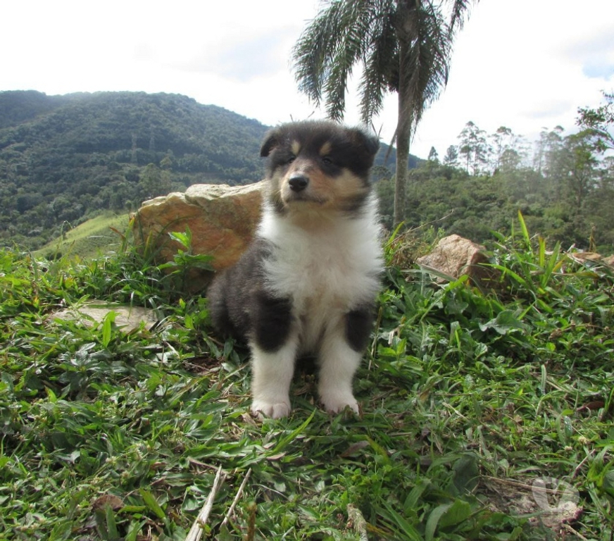 Animais Estimação à Venda Sao Paulo SP Outros Bairros Sao Paulo SP - Fotos para Filhote Collie Pelo Longo