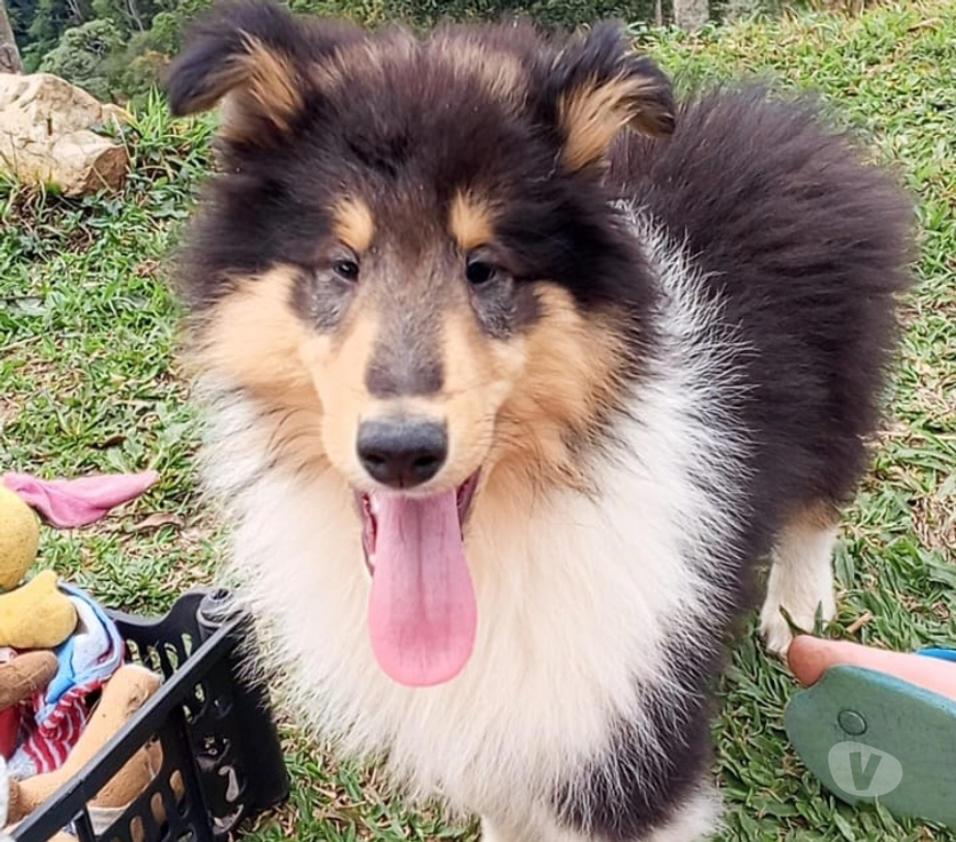 Animais Estimação à Venda Sao Paulo SP Outros Bairros Sao Paulo SP - Fotos para Filhote Collie Pelo Longo