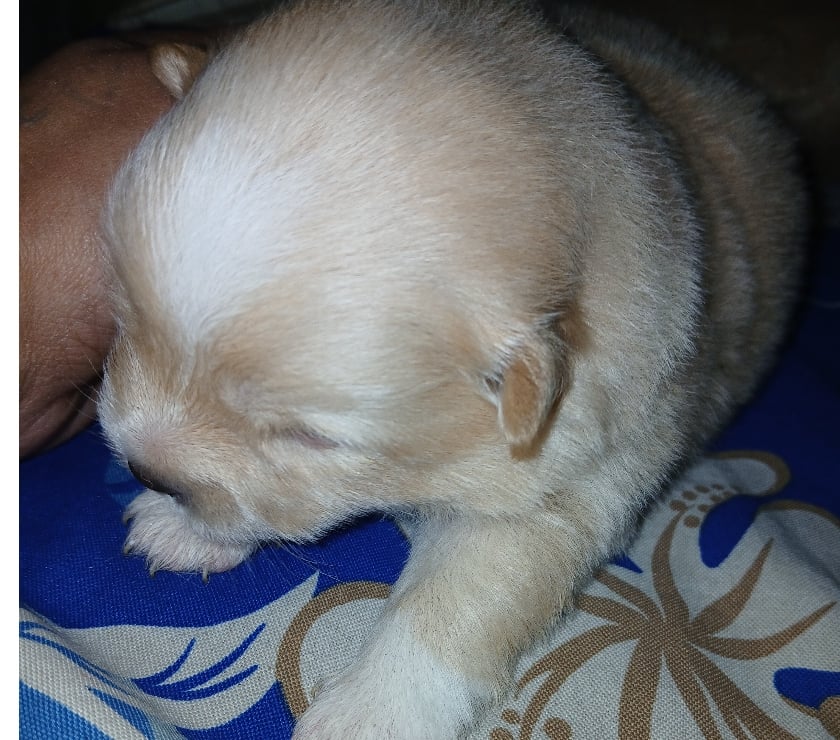 Animais Estimação à Venda - Fotos para Vende-se Cachorra