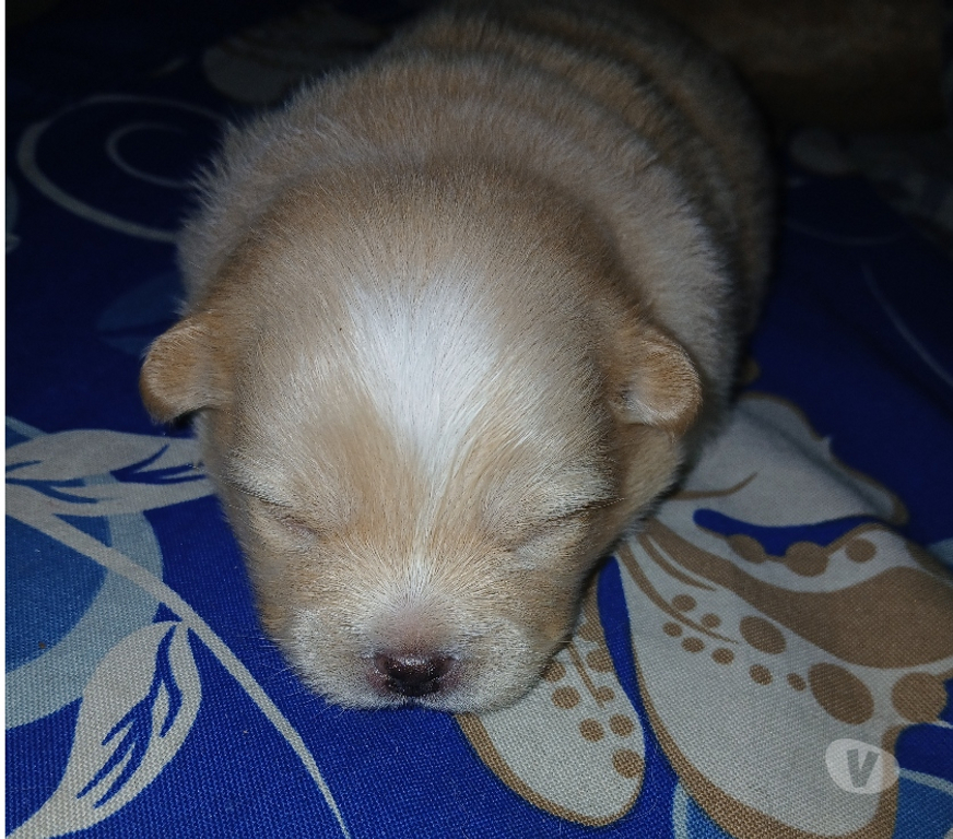 Animais Estimação à Venda Niteroi RJ - Fotos para Vende-se Cachorra