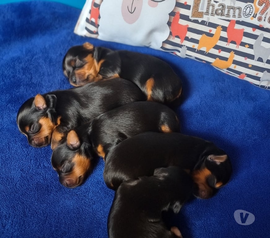 Animais Estimação à Venda Sao Paulo SP Brasilandia - Fotos para Yorkshire terrier
