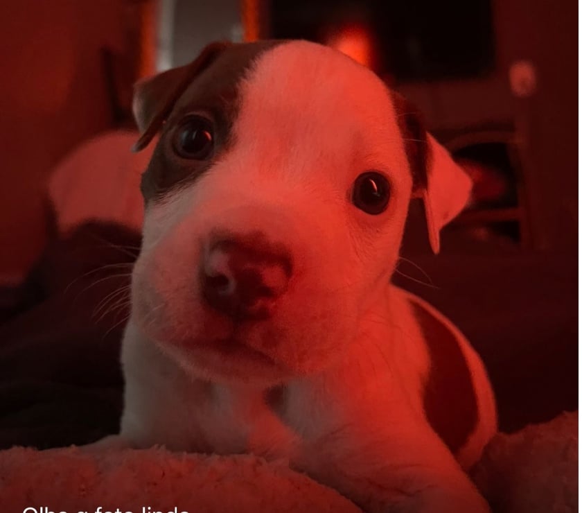 Animais estimação à venda Madureira Rio de Janeiro RJ - Fotos para Vendo pitbull filhote