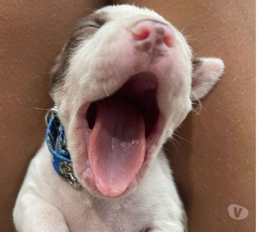 Animais Estimação à Venda Rio de Janeiro RJ Madureira - Fotos para Vendo pitbull filhote