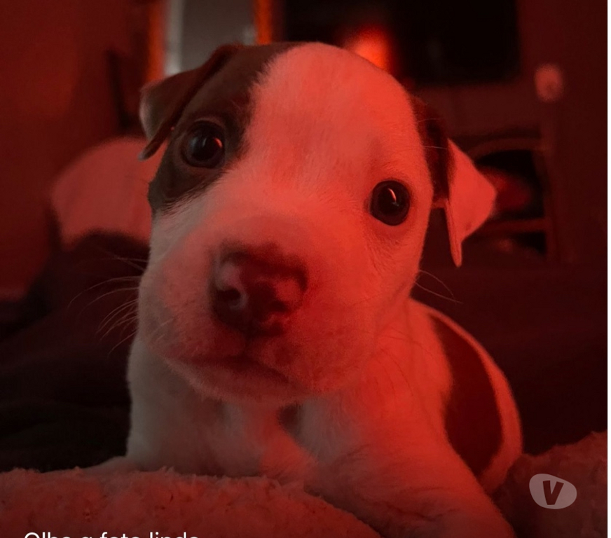 Animais Estimação à Venda Rio de Janeiro RJ Madureira - Fotos para Vendo pitbull filhote