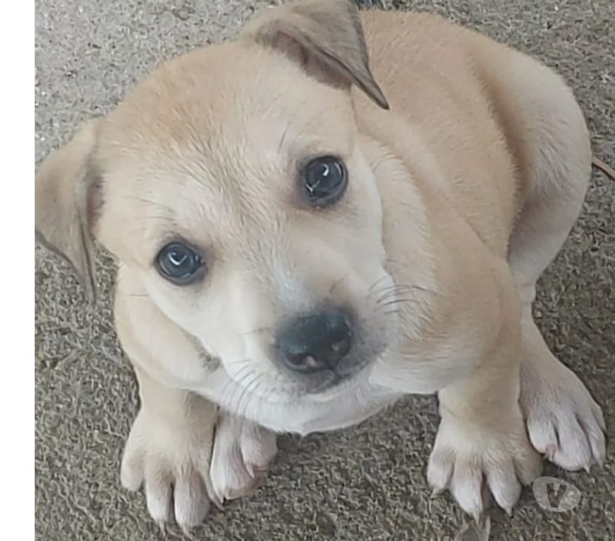 Animais Estimação à Venda Sao Goncalo RJ - Fotos para AMERICAN PITBULL TERRIE COM AMERICAN BULLYNG