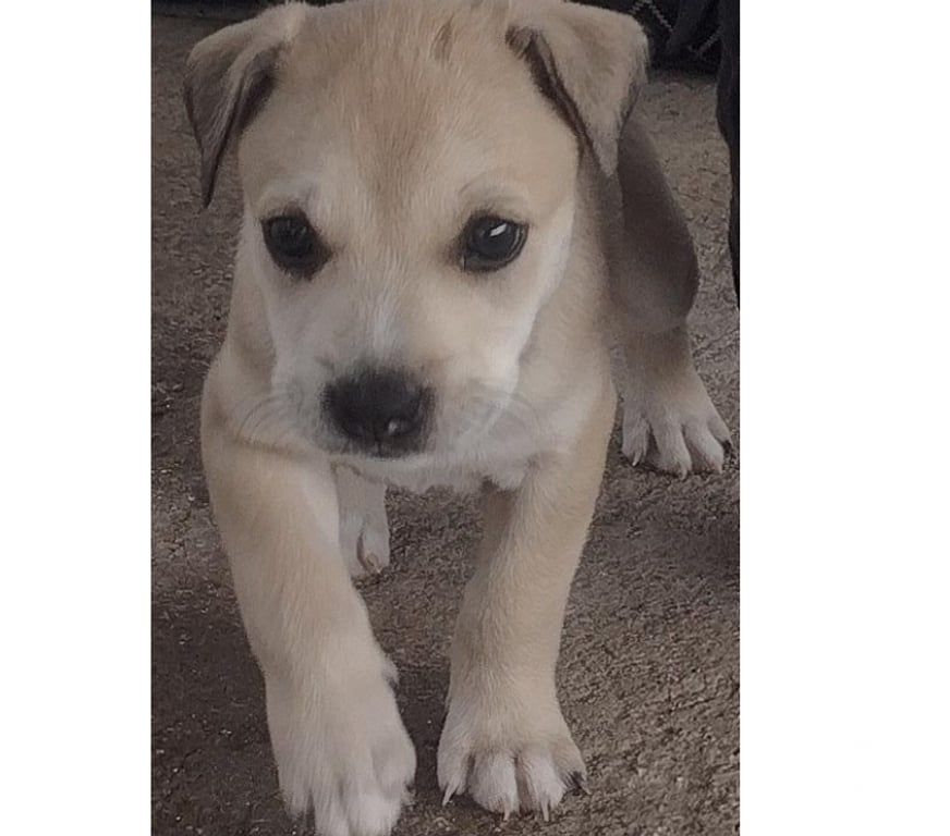 Animais Estimação à Venda Sao Goncalo RJ - Fotos para AMERICAN PITBULL TERRIE COM AMERICAN BULLYNG