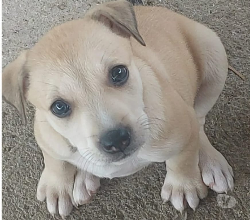 Animais Estimação à Venda Sao Goncalo RJ - Fotos para AMERICAN PITBULL TERRIE COM AMERICAN BULLYNG