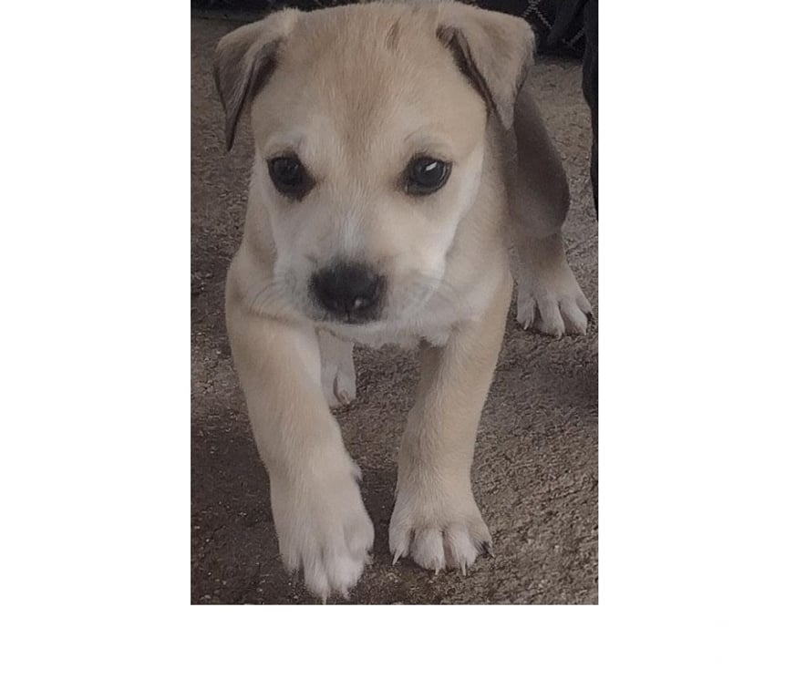 Animais Estimação à Venda Sao Goncalo RJ - Fotos para AMERICAN PITBULL TERRIE COM AMERICAN BULLYNG