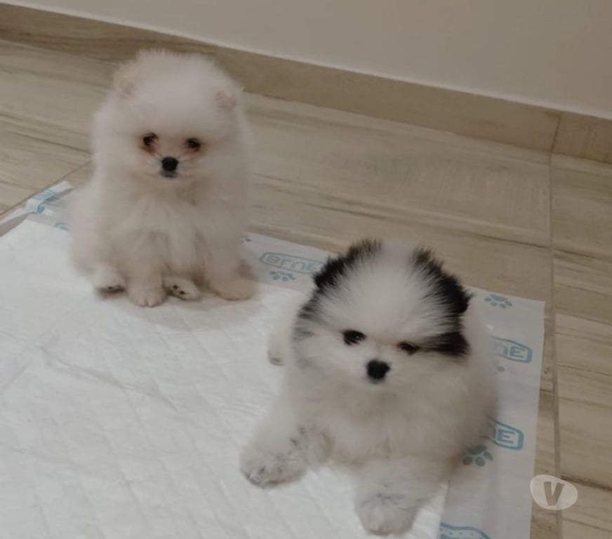 Animais Estimação à Venda Grande Sao Paulo SP Guarulhos - Fotos para Lulu da Pomerânia - Spitz Alemão Anão