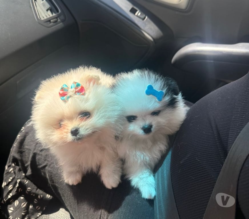 Animais Estimação à Venda Grande Sao Paulo SP Guarulhos - Fotos para Lulu da Pomerânia - Spitz Alemão Anão