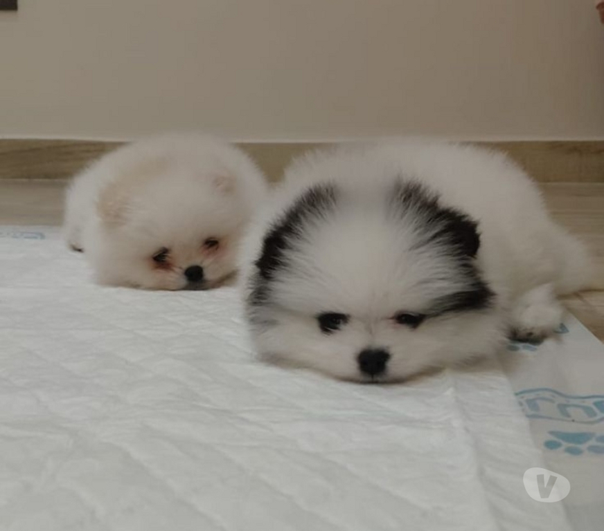 Animais Estimação à Venda Grande Sao Paulo SP Guarulhos - Fotos para Lulu da Pomerânia - Spitz Alemão Anão