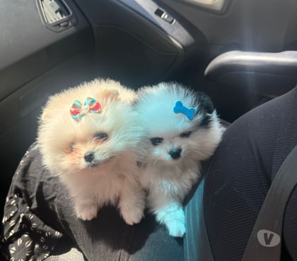 Animais estimação à venda Guarulhos Grande Sao Paulo SP - Fotos para Lulu da Pomerânia - Spitz Alemão Anão