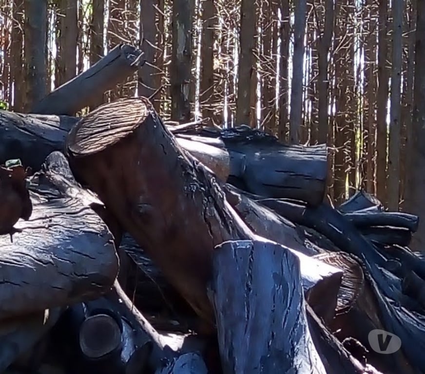 Produtos Rurais Sao Simao SP - Fotos para Carvão de Eucalipto