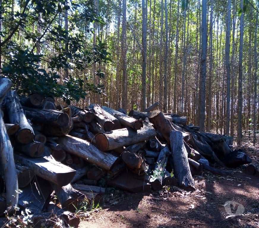 Produtos Rurais Sao Simao SP - Fotos para Carvão de Eucalipto